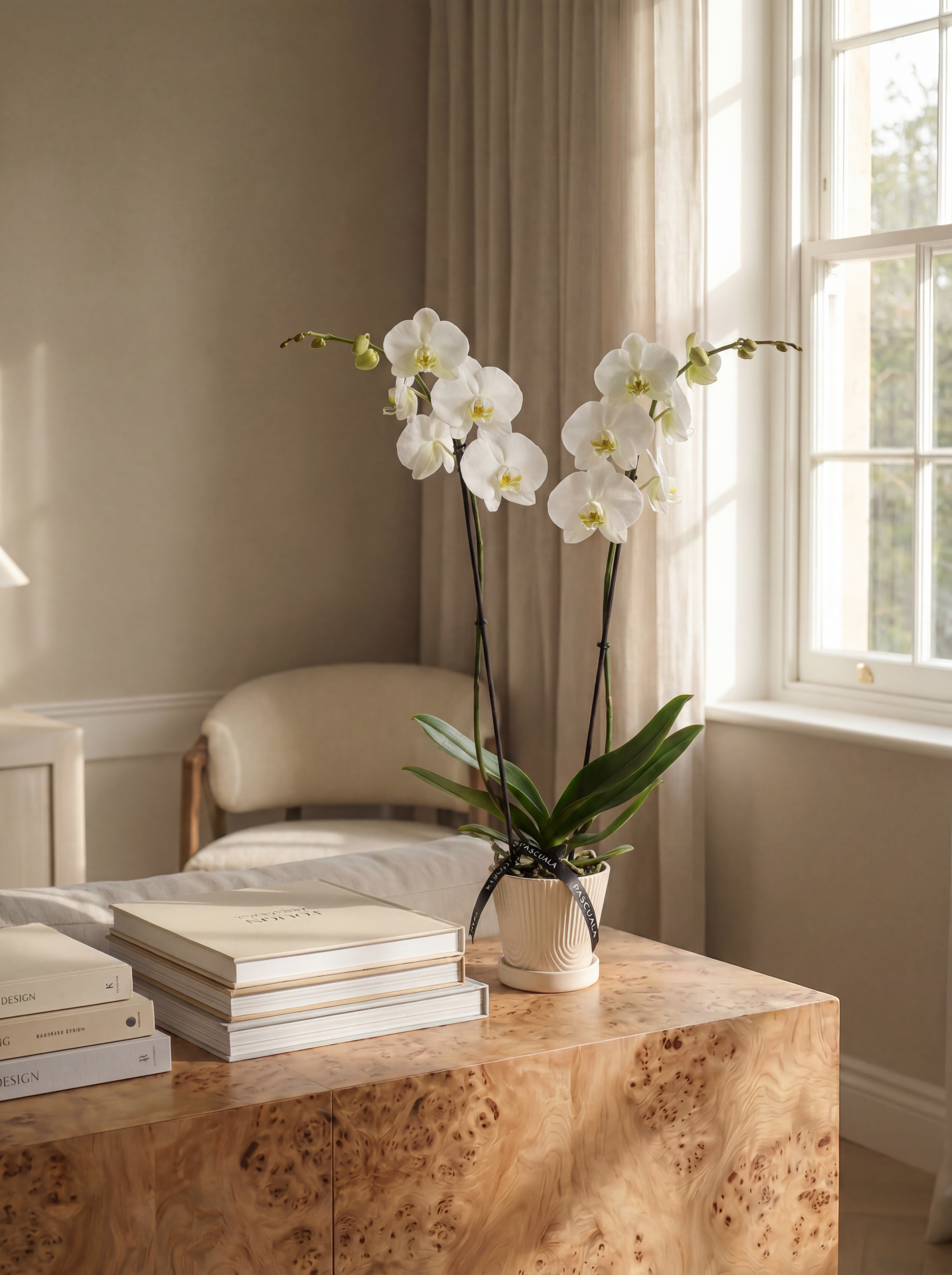 Orquídea Blanca